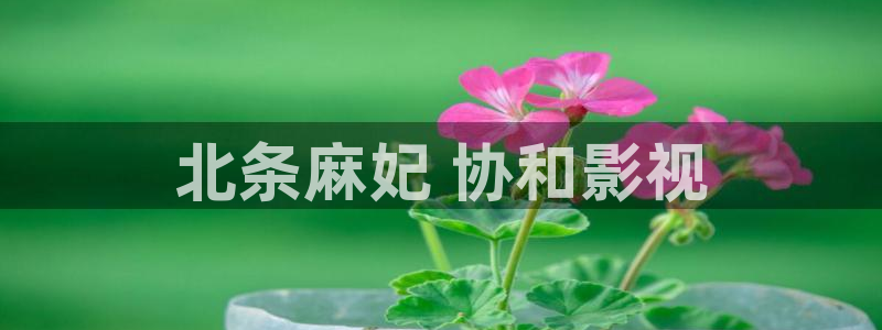 电视剧尚食免费观看西瓜